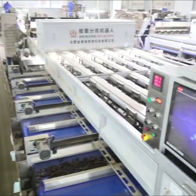 High Capacity 8 lanes+8 outlets Chestnut Sorting Machine: Bulk ...