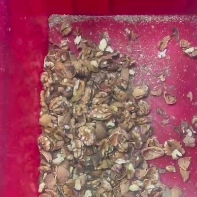 Precision Intelligent Walnut Kernel Sorter AI-powered Grading Machine ...