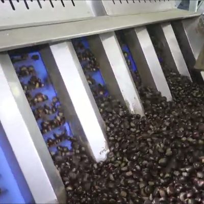 High Capacity 8 lanes+8 outlets Chestnut Sorting Machine: Bulk ...