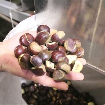 AI powered Durable 304 Stainless Steel Chestnut Sorting Solution with 8 ...