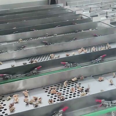 Kernel Rotten Pole Automatic Walnut-Kernel Separating Machine With Multi Grade Adaptive ...