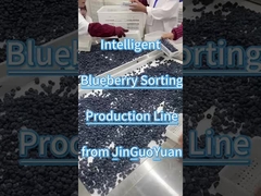 Blueberry sorting line from JGY