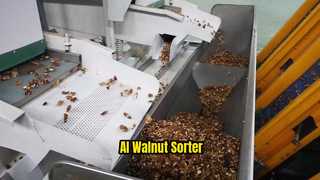AI Sorter for walnut kernel| 1 Passing 8 Grades ②