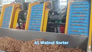 Walnut Kernel Multi-grade Sorting Machine, powered by AI, high accuracy labor saving ④